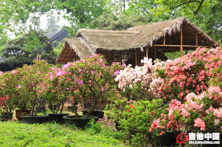 花丛.jpg